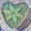 Beautiful orgonite seastar heart. Orgone starfish heart. Powerful orgonite for kids, children